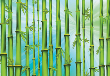 bamboo forest